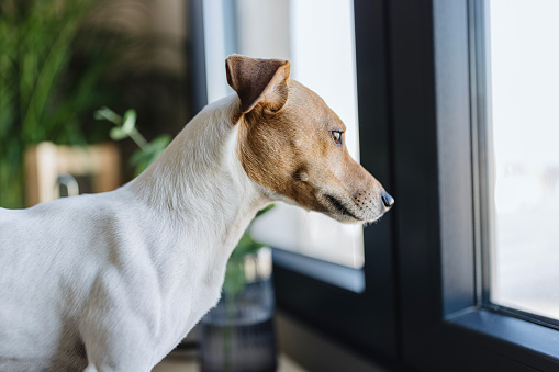 Beautiful Jack Russell looking through the window at home