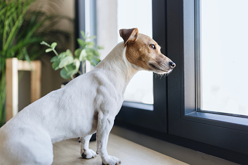 Cute Jack Russell looking through the window