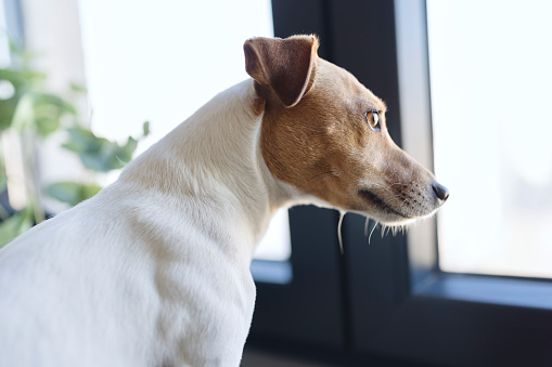 Close-up of a cute Jack Russell lookin through the window
