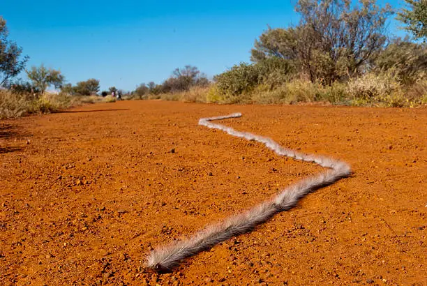 Australian millipede crawler