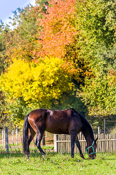 istock Horse and autumn colors 186462376