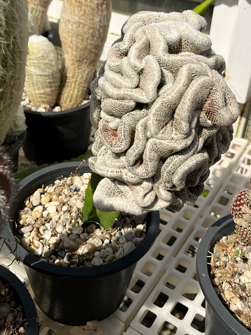 It is among the most famous cacti for the dense withe spines and wool that cover the stems.
The beautiful crested form develops huge brain-shaped hemispherical cushion. Older crested plant are very priced.