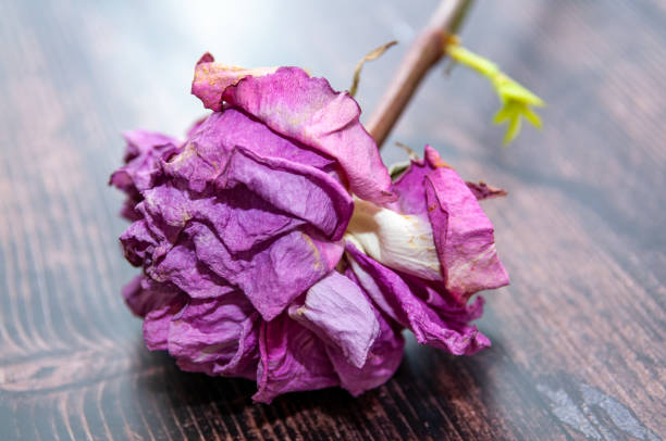 istock A fading purple rose 1864637852
