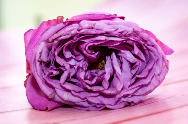 istock A fading purple rose 1864638395