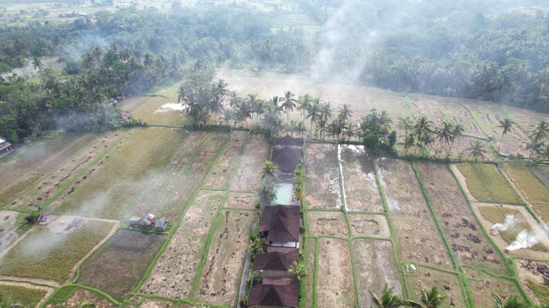 White smoke from burning rice straw on harvested fields, aerial view