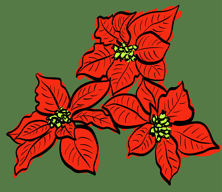 Poinsettias in grunge style illustration, symbol of the Christmas season and winter holidays.