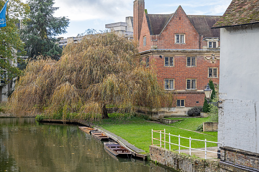 River Cam and Bridge Street, Cambridge, England - November 9th 2023:  Weeping willow and old houses along the river in the center of the city