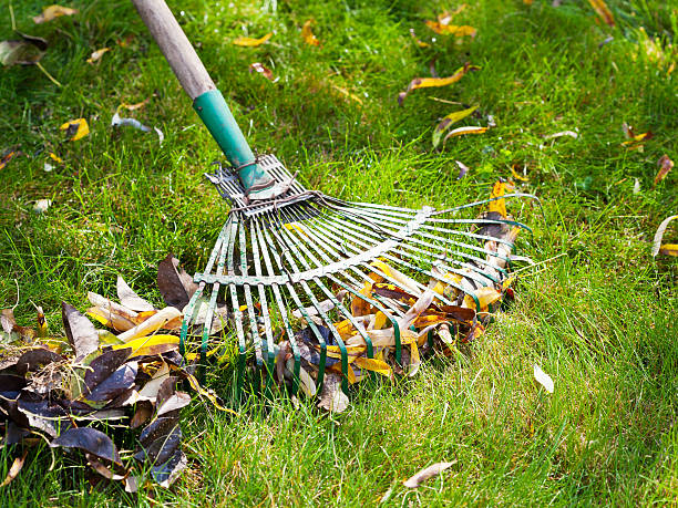 istock cleaning green lawn from leaf litter 186467044