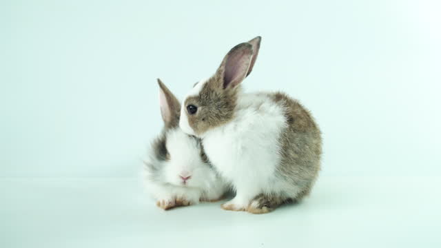Bunny easter wildlife animal concept. Two furry rabbits lovely action togetherness while movement or cleaning body over isolated white background. Slow motion