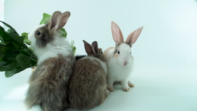 Group three adorable little young brown and white rabbits eating green fresh lettuce leaves in basket while sitting on isolated white background. Animal eat vegetable and Easter concept. Slow motion
