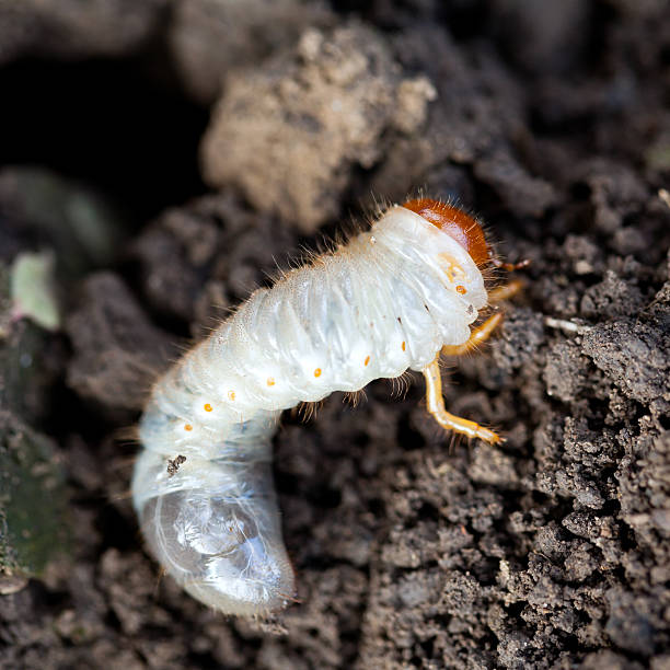 istock white grub of cockchafer 186467201