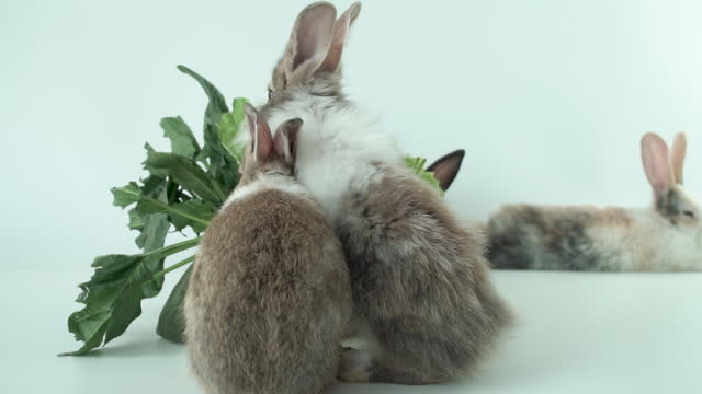Group adorable little young brown and white rabbits eating green fresh lettuce leaves in basket while sitting on isolated white background. Animal eat vegetable and Easter concept. Slow motion