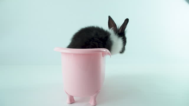 Easter holiday animal concept. Lovely newborn black rabbit bunny sitting on small pink bathtub over isolated white background. Funny furry baby bunny sneak in the bathtub with copy space. slow motion