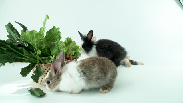 Group adorable little young brown and white rabbits eating green fresh lettuce leaves in basket while sitting on isolated white background. Animal eat vegetable and Easter concept. Slow motion