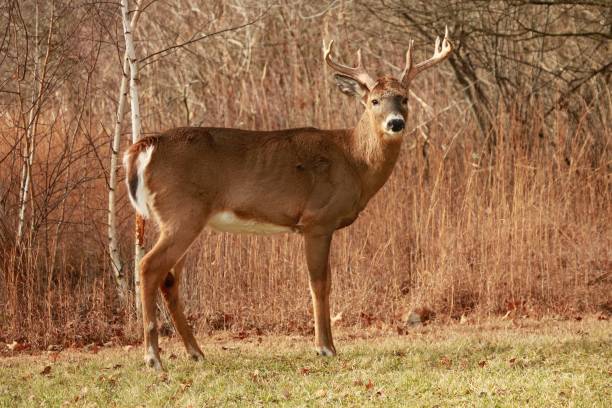 istock An old Stag Deer with full antlers on a sunny day 1864672857