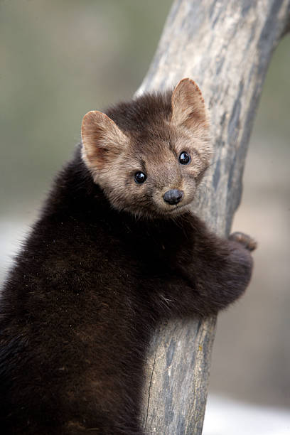 istock American marten, American Tuesday, 186467302