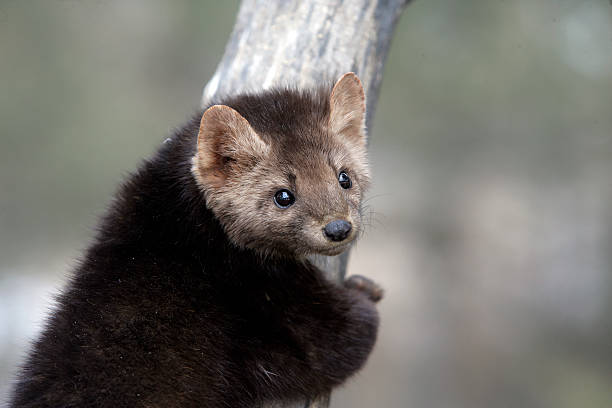 istock American marten, American Tuesday, 186467334