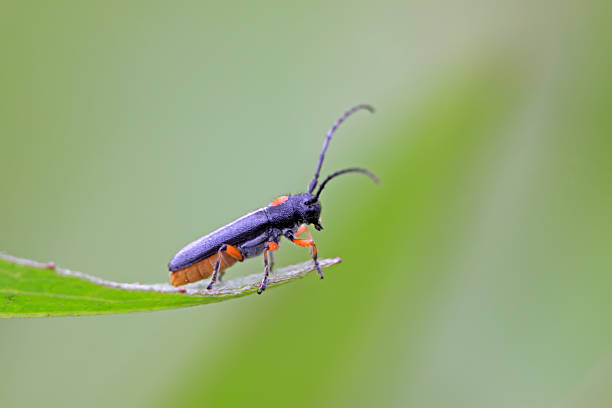 istock coleoptera cerambycidae insects 186467619