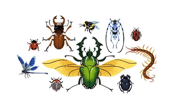 Vector illustration of Various arthropod animals set. Different insect species composition. Stag beetle, bumblebee, dragonfly, sacred scarab, giant centipede. Flat isolated hand drawn vector illustration on white background