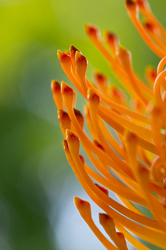 Daytime outdoors macro side view close-up of a fragment of a single orange colored Catherine-wheel pincushion flower (Leucospermum Catherinae) back lit against a soft focus green background