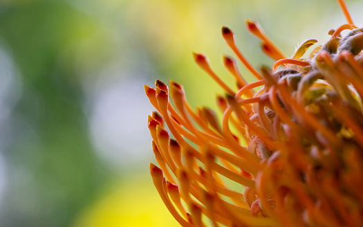 Daytime outdoors macro side view close-up of part of a single orange colored Catherine-wheel pincushion flower (Leucospermum Catherinae) back lit against a soft focus green/yellow background