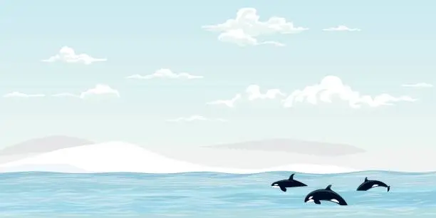 Vector illustration of Killer whale pack swimming in the sea vector illustration. Orca in arctic ocean flat design.