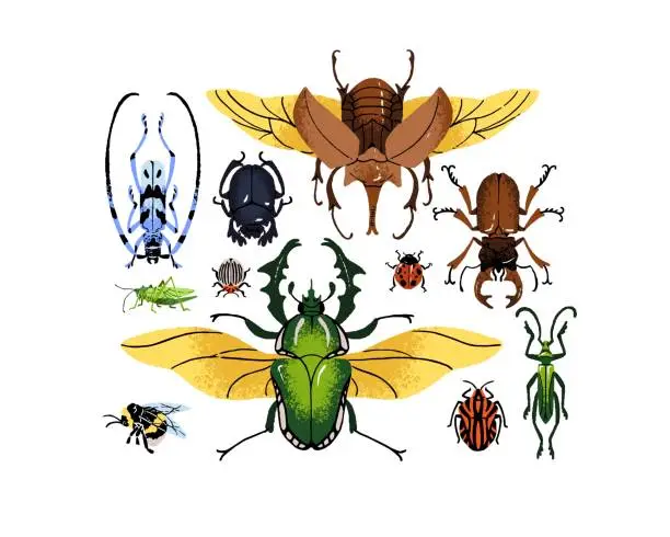 Vector illustration of Various arthropod insects set. Different bug species composition. Elephant beetle, bumblebee, ladybug, sacred scarab, grasshopper. Exotic fauna. Flat isolated hand drawn vector illustration on white