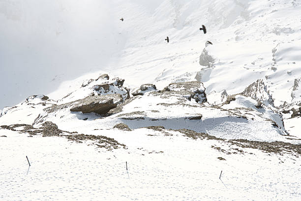 eagles voar através das montanhas nevadascomment - monch sun snow european alps imagens e fotografias de stock