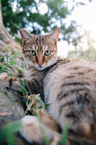 Cute cat enjoying his life