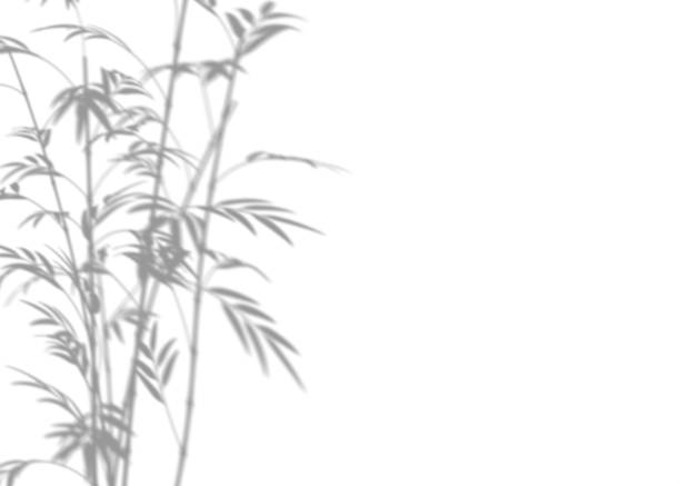 Shadow from bamboo, overlay effect. Realistic gray shadow on white background. Ideal for tranquil, nature-inspired themes and minimalist design projects. Sun light. 3D render