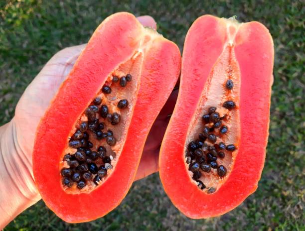 istock Hand holding Papaya Fruit - green background. 1864693220