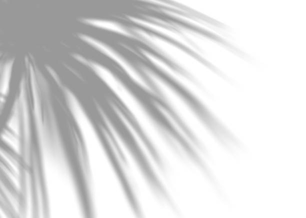 istock Shadow from palm leaves, overlay effect. Realistic gray shadow on white background. Applicable for product presentation, photos, backdrop. Sun light. 3D render. 1864693735