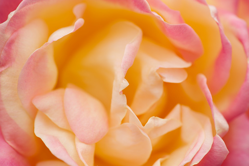 Macrophotography of a rose.