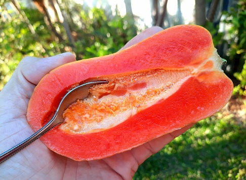 Eating Papaya Fruit - green background.