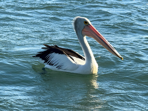 The closeup of pelican