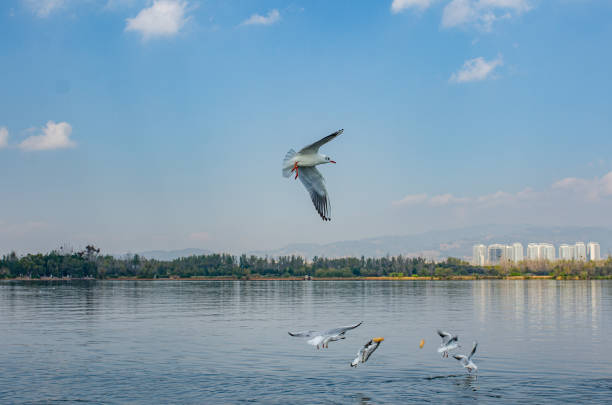Birds flying and chasing for the food on the lake