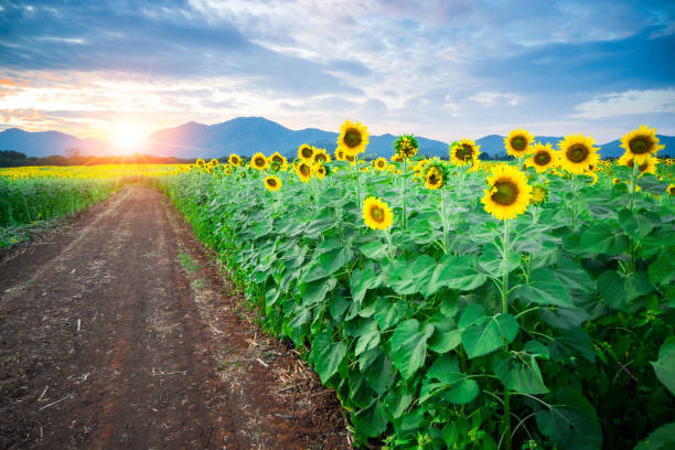 istock The sunflower farm 1864715378