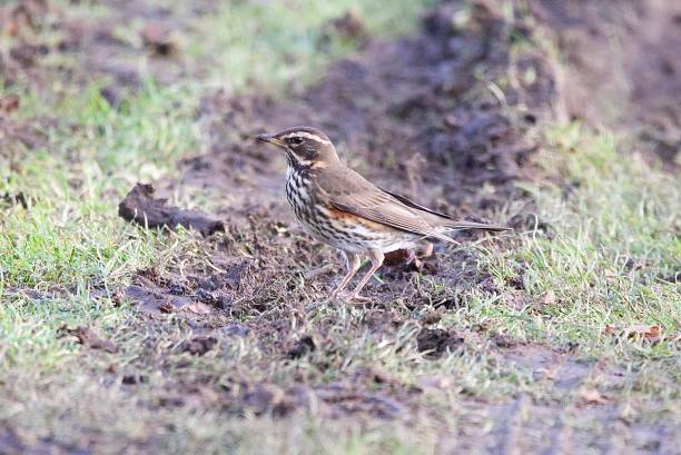 istock Redwing  winter uk winter thrush visitor 1864719618