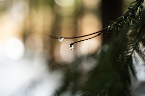 Water droplet lingering on a small twig in a forest. Close up macro shot, shallow depth of field, no people.