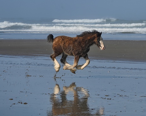 Pony at the Beach