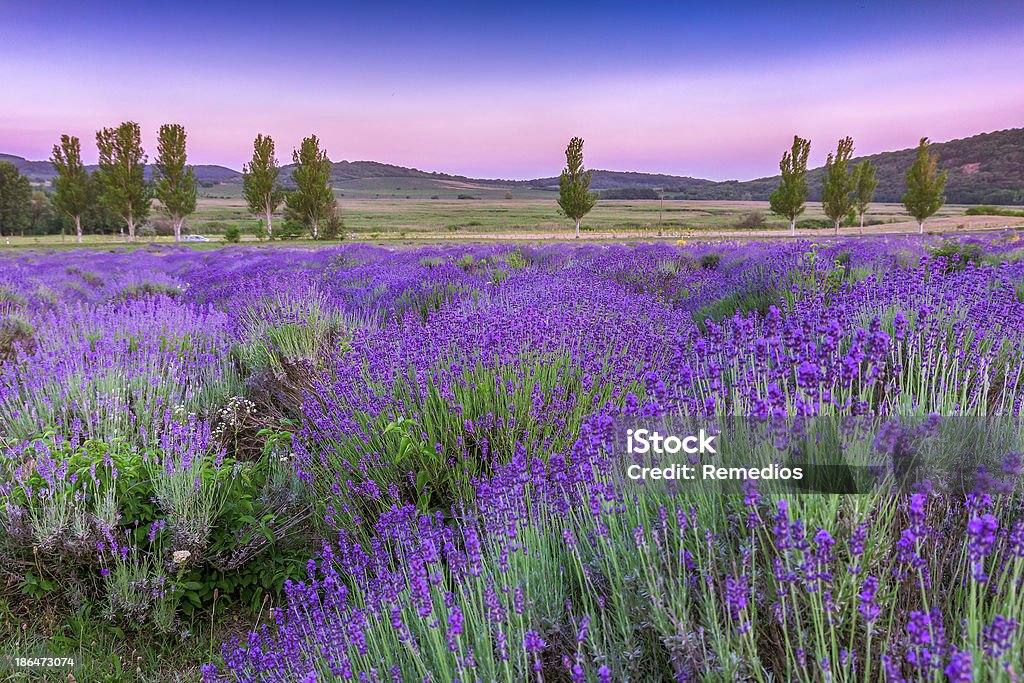 Smell the freshness of our lavender flowers Sunset over a summer lavender field in Tihany, Hungary- This photo make HDR shot Lavender - Plant Stock Photo
