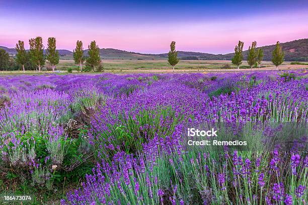 Smell The Freshness Of Our Lavender Flowers Stock Photo - Download Image Now - Lavender - Plant, Agricultural Field, Agriculture