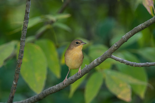 Common Yellowthroat bird perched center frame in front of green foliage