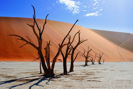 Dead Camelthorn trees and red sandy dunes in Deadvlei, Sossusvlei, Namib-Naukluft National Park, Namibia