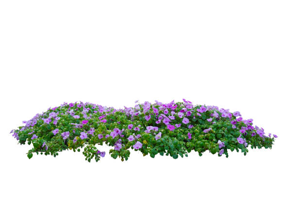 istock Pink flowers bush tree isolated on white background. 1864760633