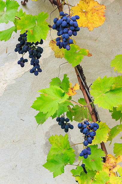 istock fine sweet grapes in leaves on a wall background 186476205