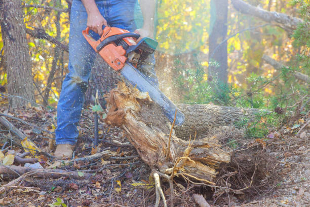 istock Trees that have been broken by hurricane winds a storms are being cut down 1864775930
