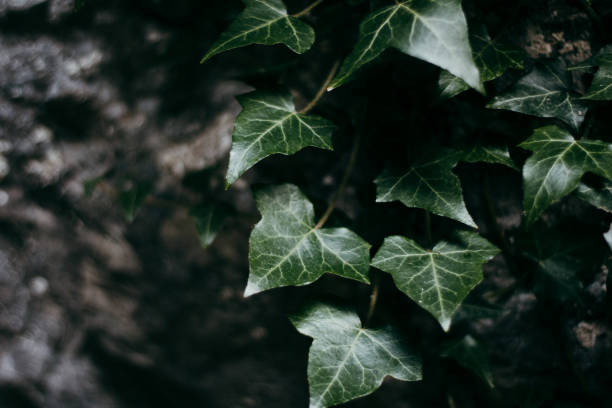 istock Close Up Of Ivy On Stone Wall 1864782238