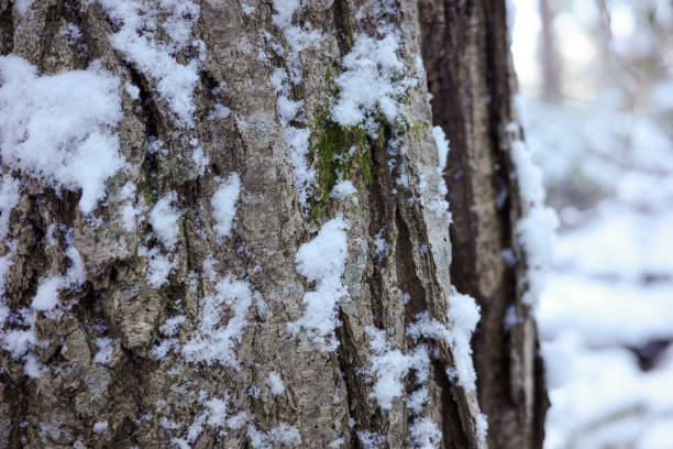 istock The rural mountainside in early winter, with oak trees whose trunks are adorned with snow 1864797207