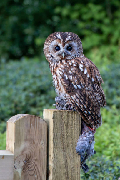 istock Tawny Owl, Yorkshire Dales National Park 1864808498